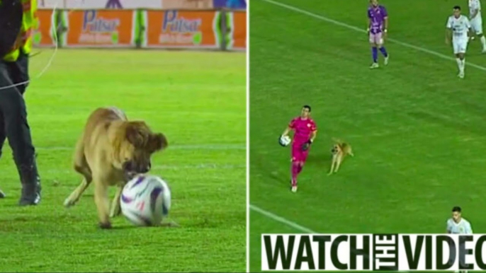 Dog causes chaos during game as it invades pitch before biting ball and escaping capture