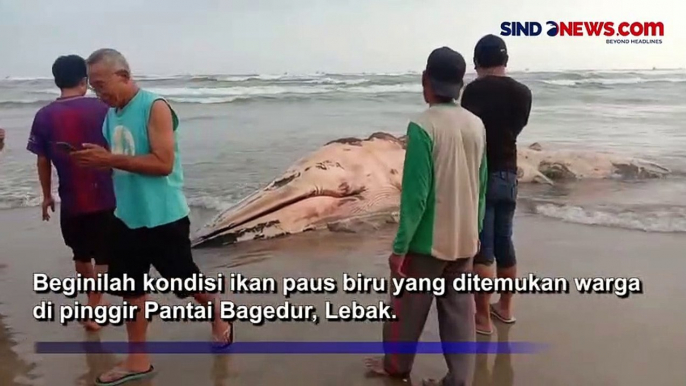 Paus Biru Terdampar dan Mati di Pantai Bagedur Lebak, Aroma Tak Sedap Ganggu Wisatawan