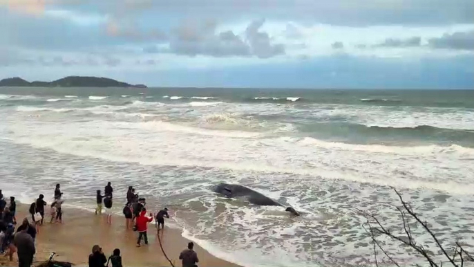 Baleia encalhada em Florianópolis vira "atração turística" e enfrenta mar desfavorável