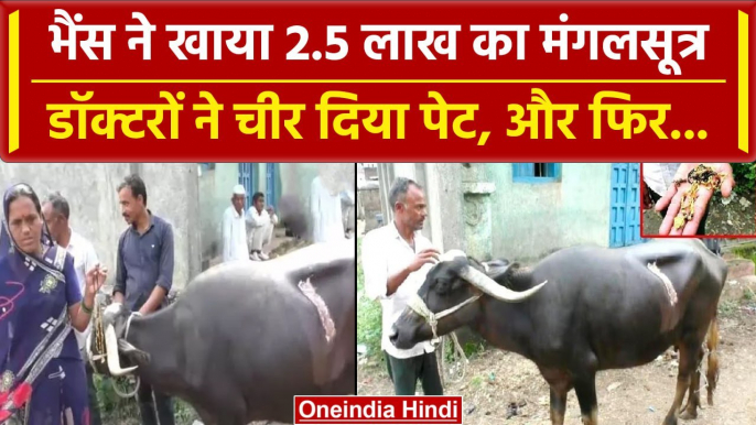 Buffalo ate Gold: 2.5 लाख रुपये का Gold खा गई भैंस, Doctor's ने Operation से निकाला | वनइंडिया हिंदी