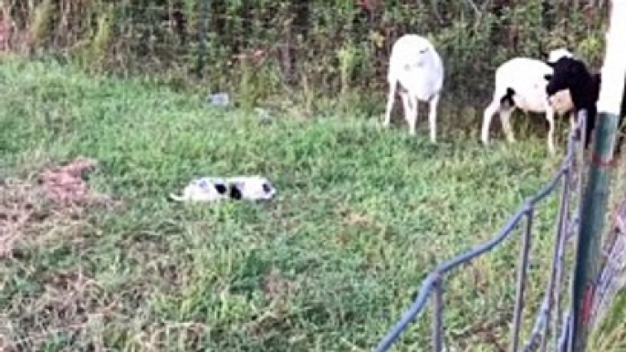 Border Collie Puppies Display Early Herding Instincts