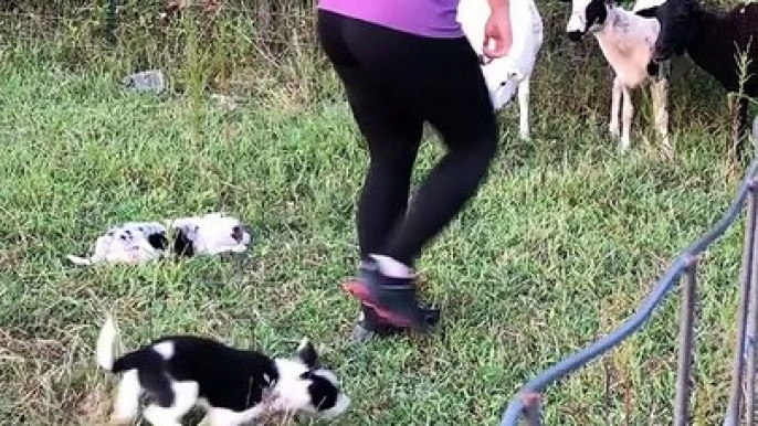 Border Collie Puppies Display Early Herding Instincts