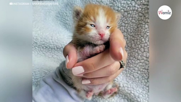 Un chat blessé est trouvé par une association : une rencontre inattendue va l’aider à retrouver la santé