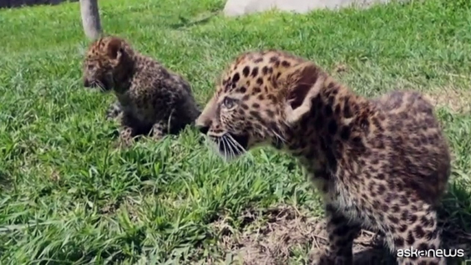 Due cuccioli di leopardo nati allo zoo Parque de las Leyendas a Lima, in Per?