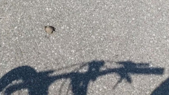 Kindhearted man lends adorable baby turtle a helping hand