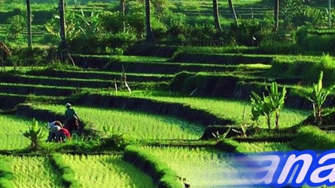 MUSIK INSTRUMENT RELAKSASI KECAPI SULING DENGAN SUASANA PEDESAAN