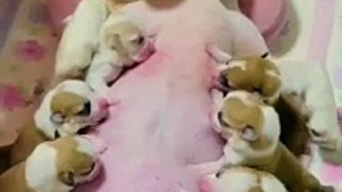 Dog Puppies Drinking Milk From Mother Dog | Animals Funny Moments | Cute Pets | Satisfying Videos #animal #pets #dog #doglover #cutepuppies
