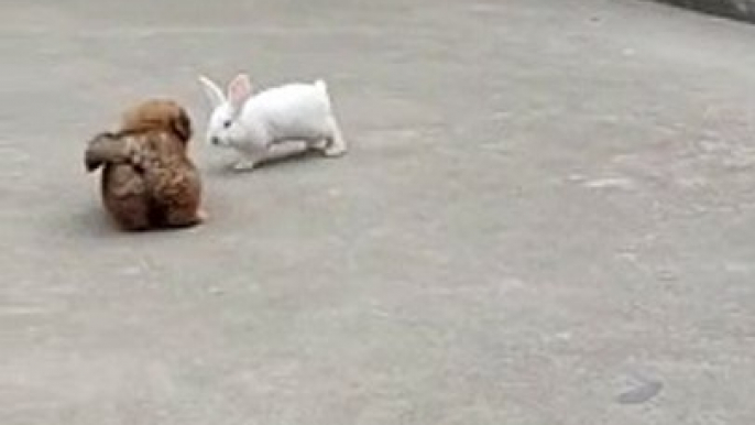 Dog And Rabbit Fun | Animals Funny Moments | Animals Satisfying Videos | Cute Pets | Funny Animals #animal #dogs #pets #rabbit #fun #love #cute #beautiful
