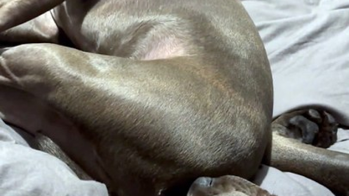 Stinky Snores For Sleeping Dog