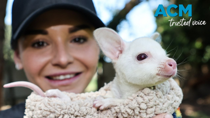 Wallaby with albinism - October 23, 2023 - The Standard