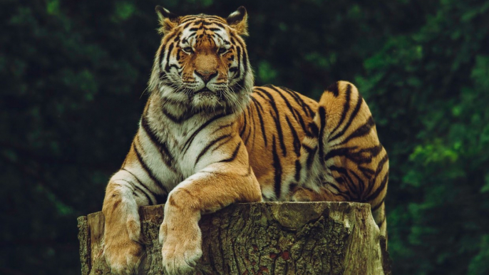 Sumatran tiger Jahly enjoys pumpkin for Halloween treat