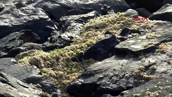 L'effet du sud de Dos sur la mer de Marmara : la plage d'Avcılar est recouverte d'algues