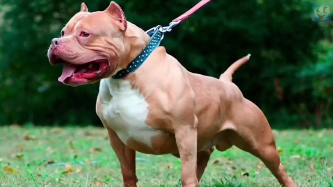 Pitbull or American Pitbull Terrier is the most controversial breed!