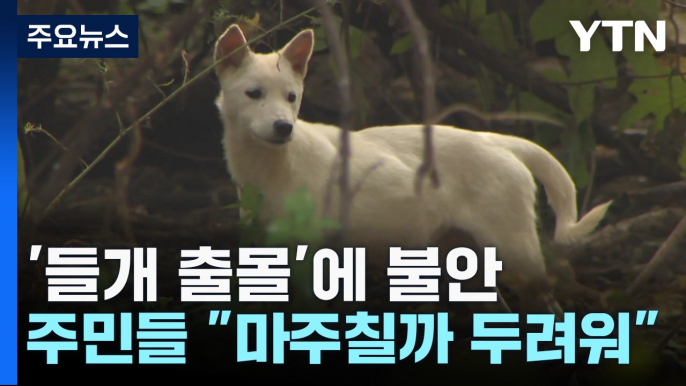 인천 도심 곳곳에서 들개 우르르..."마주칠까 두려워" / YTN