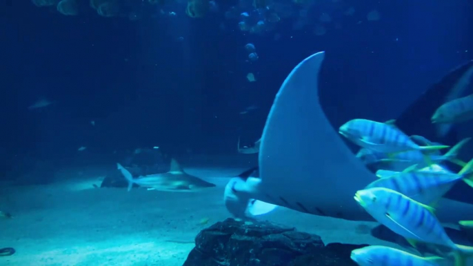 Aquarium Nausicaá, raie Manta et requins