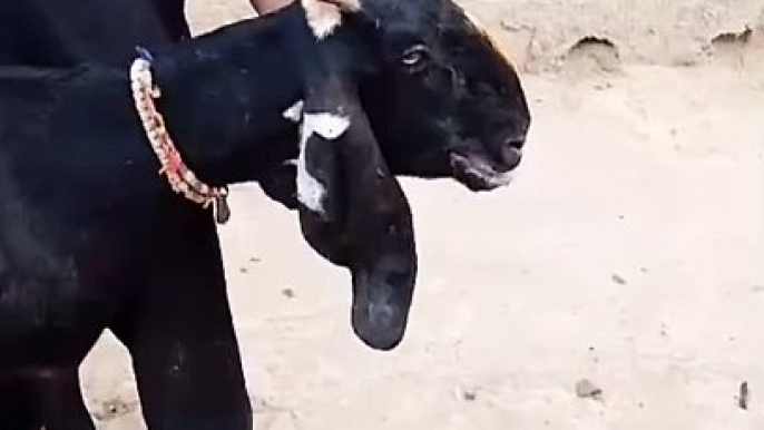 #goatfarmingbusiness #goat #goatsoftiktok #goatfarmng