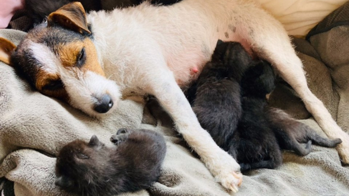 Jack Russell Teasel takes care of six new kittens