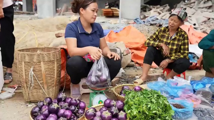 Harvest round eggplant _ Vegetables shrinkage Goes to market sell - Animal care in farm