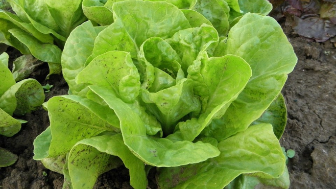 No todo es lechuga: estas hojas verdes son las perfectas acompañantes de tus ensaladas