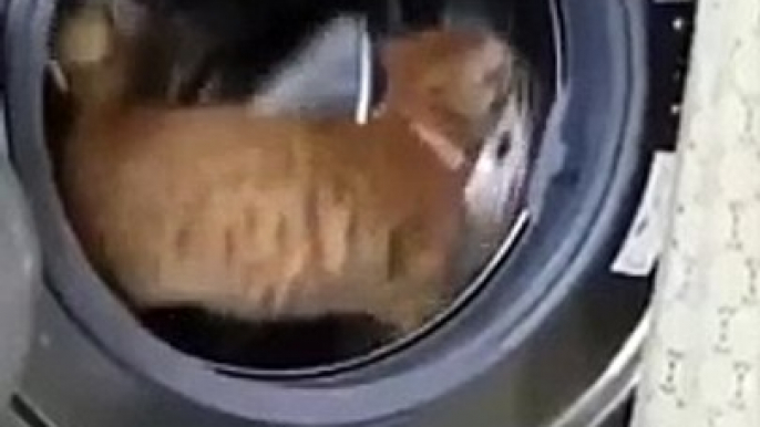 #funnycats #funnycatvideos #funny #cats #funnyanimals #funnypets #funnyvideo #funnydogs #funnydog #funnydogvideos #funnycat #funnyvideos (5)