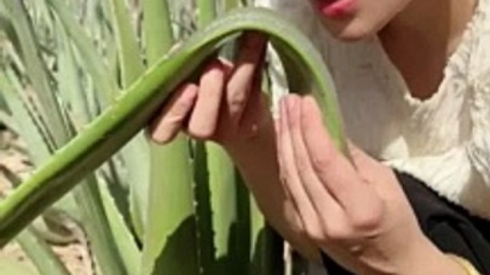 Girl Eating Aloe Vera | Aloe Vera Is Very Good For Health | Food Lovers #asmr #foodies #food #spicy #tasty