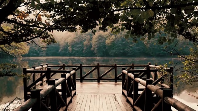 Scenery of Placid Pond Surrounded by Trees