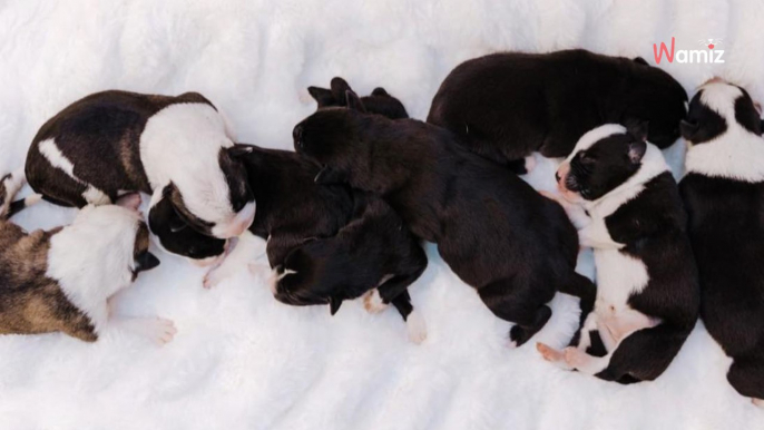 Trova una cagnolina con i suoi cuccioli nel fango: due giorni dopo sono irriconoscibili