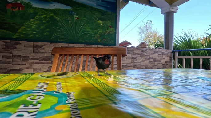 Oiseau Pèrenoir rougegorge, passereau des petites Antilles