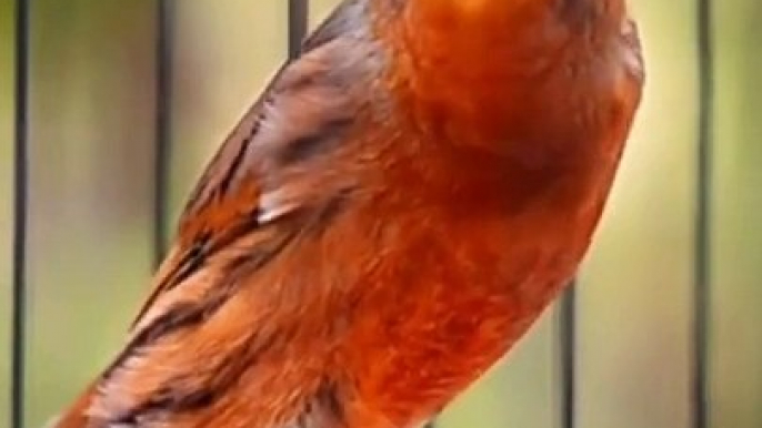 Canary Singing birds sounds at its best - Melodies Canary Bird song #bird #canary #shorts_2