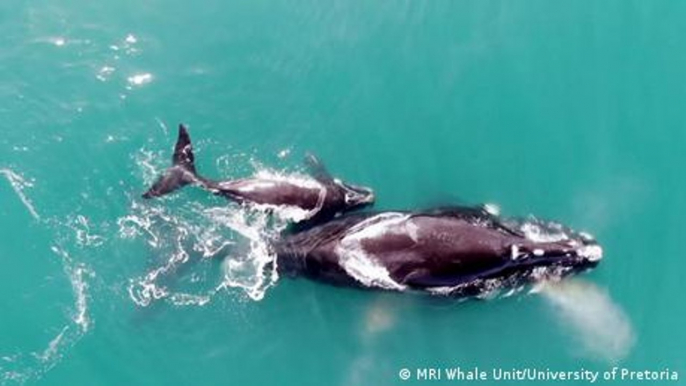 South Africa: Southern right whales face new challenges