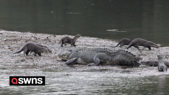 Videos shows otters dodging a crocodile’s jaws - and chewing on its tail