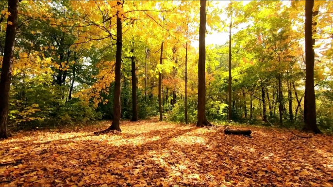 "Tranquil Serenades: Gentle Sounds for Stress Relief"