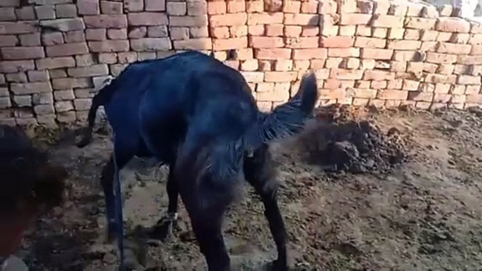 Goat treatmint || bakrion ki khternak beemari or us ka elaj