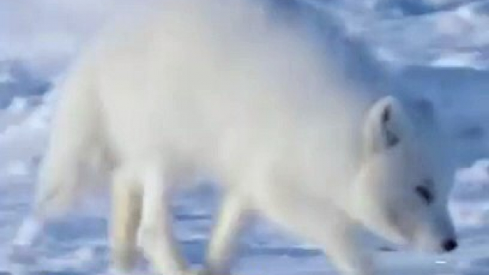 This male arctic fox has spent the winter away, and has returned to find his life long partner