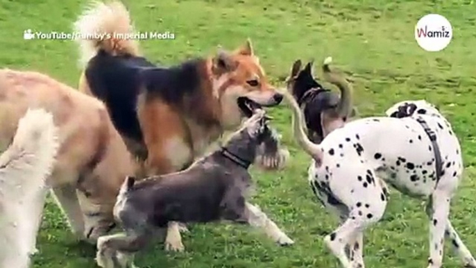 Watch: German Shepherd protects small dog getting bullied at the dog park