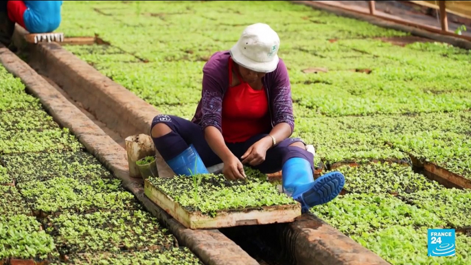 Cuba : écrevisses et tabac, victimes du réchauffement climatique