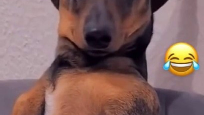 Funny dog #funnyanimals #funnyvideos #foryou #pet #fyp #dogsoftiktok #failarmy #fun