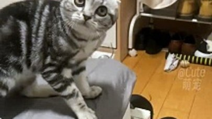 funny cats -funny animals  #funnycats #funnydogs #funnypets #funnyanimals #dogsoftiktok #catsoftiktok