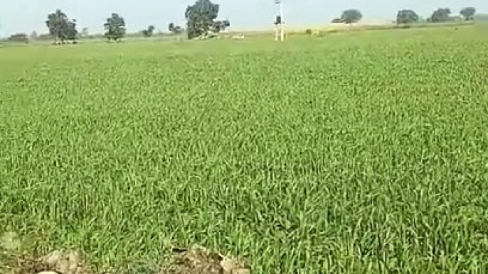 Video: Herd of Nilgai causing damage to crops by trampling them