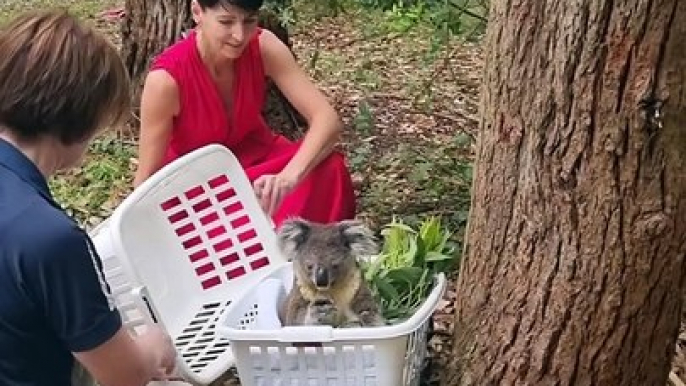 Kate the koala released at Nelson Bay Golf Club