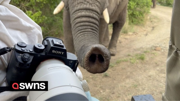 Elephants surround tourists' vehicle with one sniffing camera with its trunk