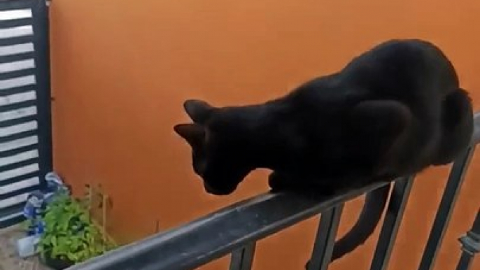 La #Gata #bombay posando en el barandal de la terraza #animales y #mascotas #shorts #felino #peludo