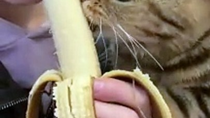Cat Want To Eat Banana | Animals Funny Reactions | Animals Funny Moments | Hungary Cat Reactions #animal #pets #cats #satisfyingvideos #catshorts #pets #animals #fun #love #cute #beautiful #funny