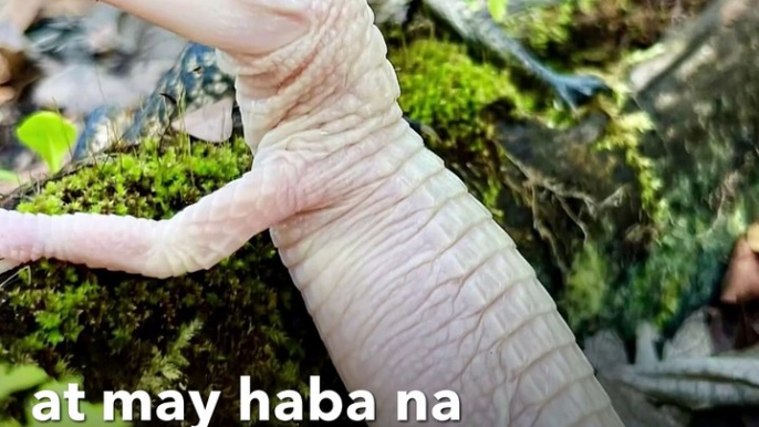 Buwaya sa Florida, bakit kulay puti? | GMA Integrated Newsfeed