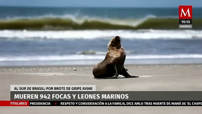 Mueren focas y leones marinos a causa de la gripe aviar en Brasil