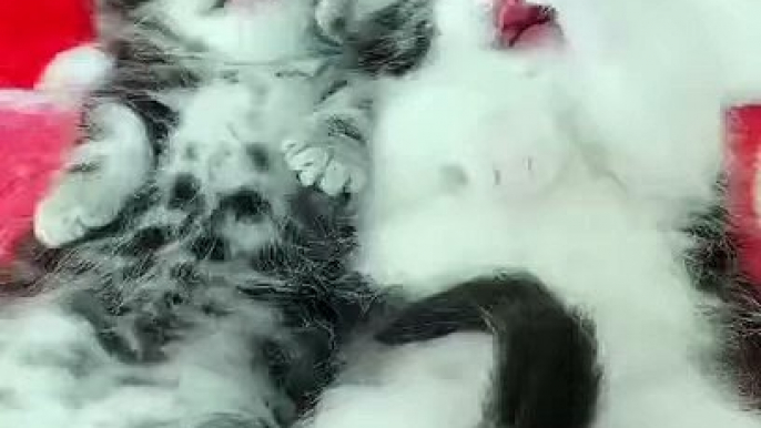 Cutest Baby Cats - Cute and Funny Cat Videos #Shorts  ｜ITZ Raj