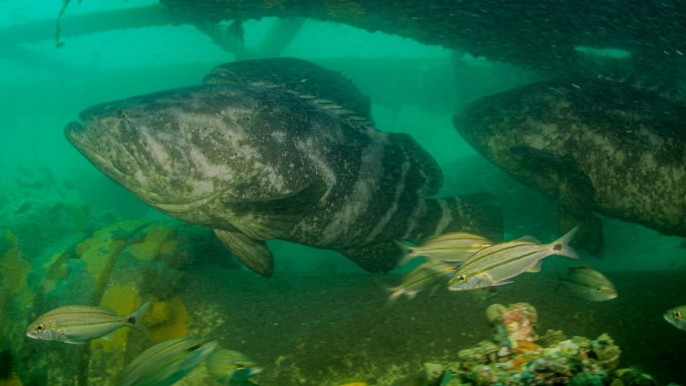 Raro grupo de peixes Meros são vistos no litoral de SC