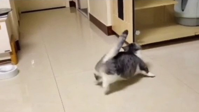 Funny Animals #funny #animals #funnyvideos #cats #dogs #pets #shorts #fyp #fypシ #foryou #zuptv #kesfet #acilartikbekeşfetim #cikarartiktictokbeniöne #cute #love #2023