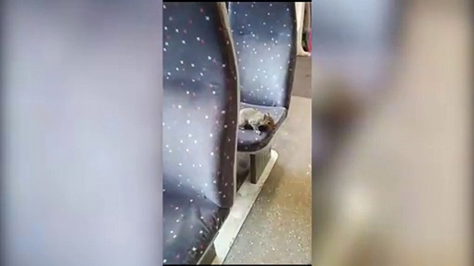 Video shows the moment a cheeky squirrel hopped on a train and took a seat next to passengers