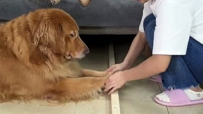 Turn around, I was really shot while lying down, playing with the golden retriever, cute pet debut